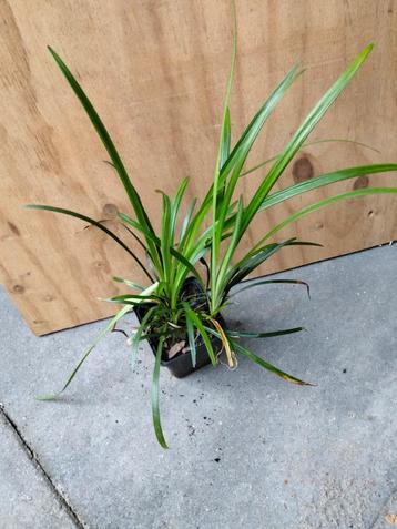 Liriope muscari leliegras beschikbaar voor biedingen