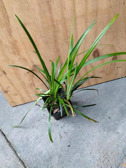 Liriope muscari leliegras, Tuin en Terras, Planten | Tuinplanten, Vaste plant, Overige soorten, Volle zon, Herfst, Ophalen