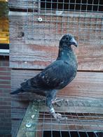 Jonge zwarte postduif 2025, Dieren en Toebehoren, Vogels | Duiven