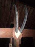 Sabel Antilope hoorns - Hippotragus niger, Ophalen of Verzenden, Gebruikt, Wild dier, Gewei of Kop