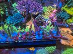 SPS acropora zeeaquarium, Dieren en Toebehoren, Overige typen, Zoutwatervis
