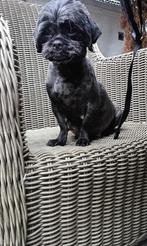 Pups verwacht, CDV (hondenziekte), Overige rassen, 8 tot 15 weken, Meerdere