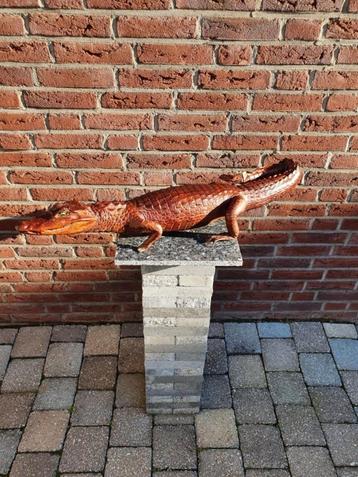 Krokodil Kaaiman Alligator opgezet taxidermie zeer oud beschikbaar voor biedingen