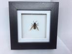 insekt hoornaar, Ophalen of Verzenden, Nieuw, Insect, Opgezet dier
