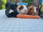 Jonge cavia's, Dieren en Toebehoren, Knaagdieren, Meerdere dieren, Cavia, Na 1 juli 2024, Tam