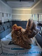 Gezocht chabo krulveer of zijdeveer 2x hennetje, Dieren en Toebehoren, Pluimvee, Vrouwelijk, Kip