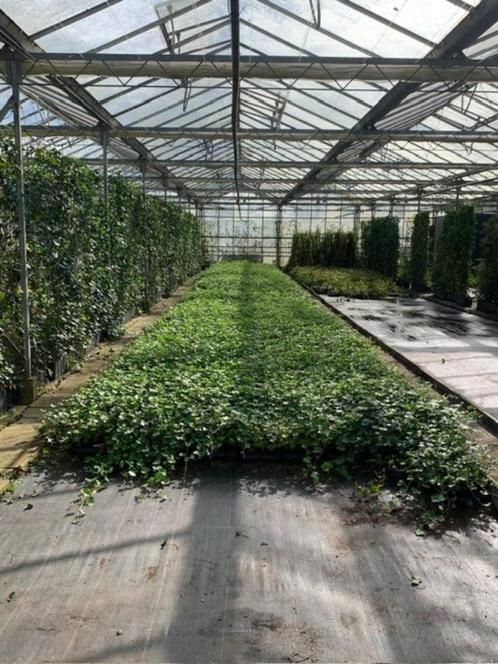 Hedera Hibernica, Tuin en Terras, Planten | Tuinplanten, Vaste plant, Klimplanten, Halfschaduw, Bloeit niet, Ophalen
