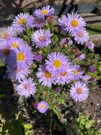 Diverse planten, Ophalen of Verzenden, Overige soorten, Volle zon