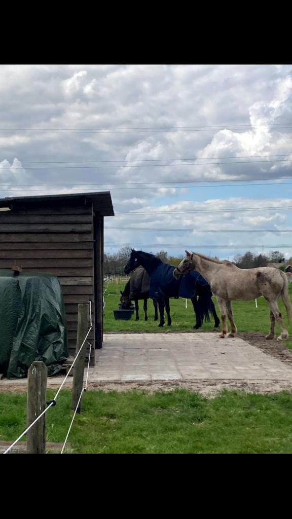 Paarden weiland Natuurstalling. omg Harderwijk, Dieren en Toebehoren, Stalling en Weidegang, Stalling, Weidegang, Toebehoren, 2 of 3 paarden of pony's
