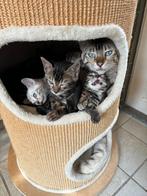 Bengaal kittens, Dieren en Toebehoren, Katten en Kittens | Raskatten | Korthaar, Gechipt, Meerdere dieren, 0 tot 2 jaar