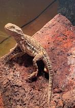 Dwerg baardagaam, Hagedis, Met terrarium, 3 tot 6 jaar