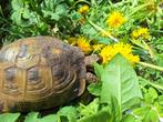 A.horsfieldii Vierteenlandschildpad., Dieren en Toebehoren, Schildpad, Met terrarium, 7 tot 10 jaar