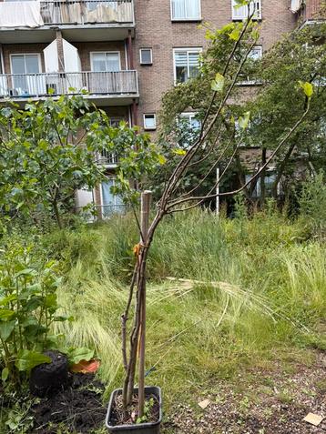 Vijgenboom Verdino 4 jaar oud beschikbaar voor biedingen