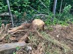 Tiental boomstronken GRATIS, Tuin en Terras, Haardhout, Minder dan 3 m³, Ophalen, Overige houtsoorten, Blokken