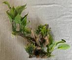aquarium kunstboom met waterplanten, Ophalen of Verzenden, Zo goed als nieuw, Plant(en), Steen of Hout