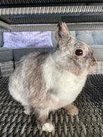 2 konijnen te koop mannetje/vrouwtje onderdak is ook te koop, Dieren en Toebehoren, Meerdere dieren