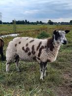 Bonte dekram, Dieren en Toebehoren, Schapen, Geiten en Varkens, Mannelijk, Schaap, 0 tot 2 jaar