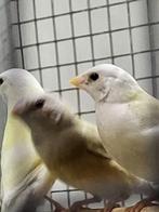 jonge gouldamadine, Dieren en Toebehoren, Meerdere dieren, Tropenvogel, Geringd