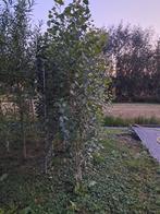 Populier, Ophalen, Overige soorten, 250 cm of meer