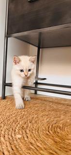 britse korthaar, Dieren en Toebehoren, Katten en Kittens | Raskatten | Korthaar, Kater, Ontwormd, 0 tot 2 jaar