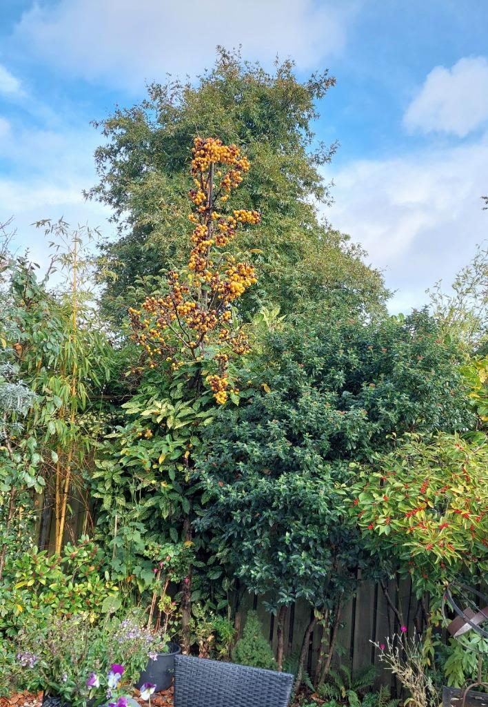 Fraaie 4 meter hoge gele sierappel Golden Hornet, spilvorm, Tuin en Terras, Planten | Bomen, Overige soorten, Volle zon, Zomer