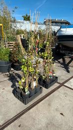 Kamperfoelie div kleuren stevige plant div soorten12,95 pst, Tuin en Terras, Ophalen, Volle zon, Vaste plant, Klimplanten