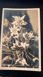 Ansichtkaart bloemen, Edelweiss, Ophalen of Verzenden, 1920 tot 1940, Ongelopen, Natuur
