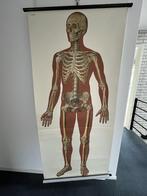 Vintage anatomie posters van Deutsches Hygiene Museum DDR, Verzamelen, Ophalen, Deurposter of groter, Canvas of Doek, Overige onderwerpen
