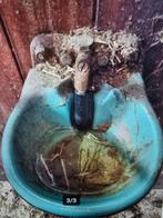 Waterbak vorstvrij Suevia, Weidegang