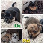 Pomchi teefjes mogen nu het nestje verlaten., Dieren en Toebehoren, België, Particulier, Rabiës (hondsdolheid), Overige rassen