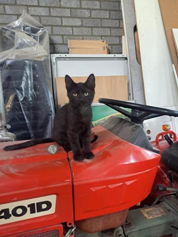 2 lieve boerderij kittens, (gevaccineerd) beschikbaar voor biedingen