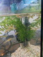 Baby guppies, Dieren en Toebehoren, Vis