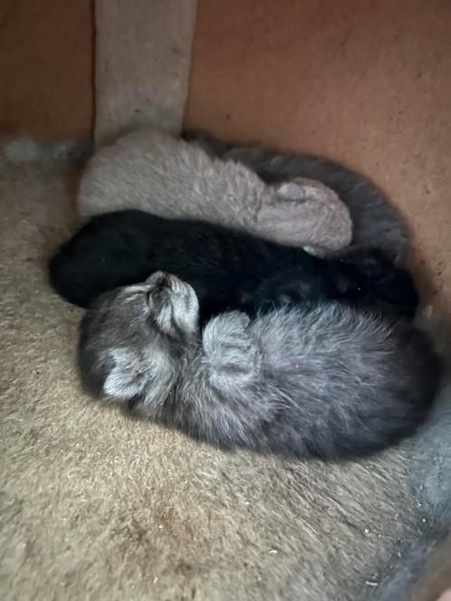 Britse korthaar kittens, Dieren en Toebehoren, Katten en Kittens | Overige Katten, Kortharig, Geslacht onbekend, 0 tot 2 jaar