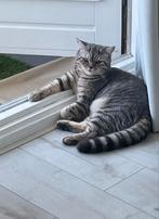 Huiskat zoekt nieuwe huisje, Dieren en Toebehoren, Katten en Kittens | Raskatten | Korthaar, Kater, Ontwormd