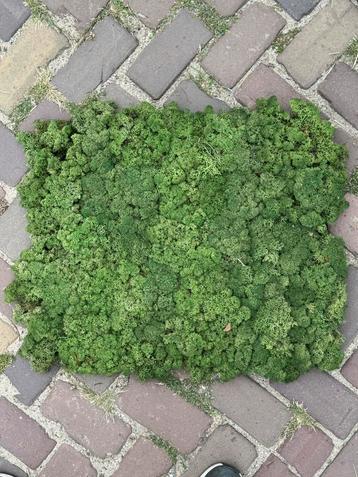 Moswand op houten plaat (twee afmetingen) beschikbaar voor biedingen