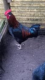 Aangeboden: mooie jonge haan., Dieren en Toebehoren, Meerdere dieren, Kip