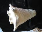 Lot 23 mooie SCHELPEN o.a 4x MUREX RAMOSUS, Verzamelen, Ophalen of Verzenden, Schelp(en)