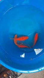 Goudvissen, Goudvis(sen)