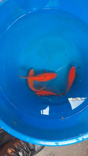 Goudvissen beschikbaar voor biedingen