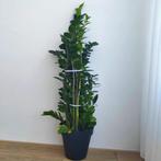 Planten / Kamerplant / kamer plant, Ophalen of Verzenden, Halfschaduw, 100 tot 150 cm
