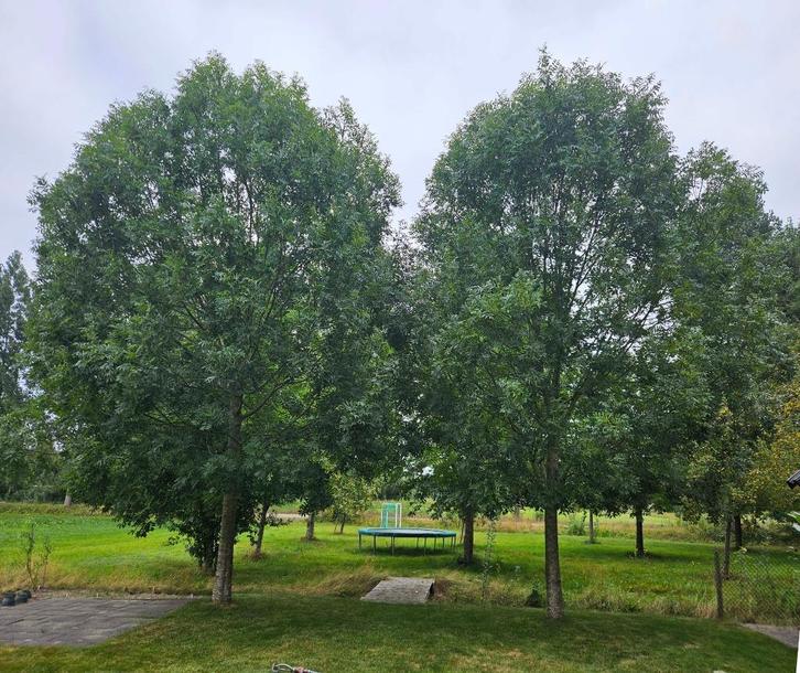 2 mooie essen (fraxinus excelsior) bomen, Tuin en Terras, Planten | Bomen, Overige soorten, 400 cm of meer, Volle zon, Lente, Ophalen