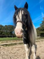 Verzorger gezocht., Dieren en Toebehoren, Stalling en Weidegang