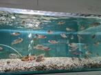 Copadichromis Azureus Malawi Cichliden, Dieren en Toebehoren, Vis, Zoetwatervis