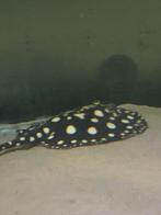 Black diamond pups, Dieren en Toebehoren, Vis