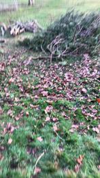 Tuinman, Ophalen of Verzenden, Overige soorten, 100 tot 250 cm