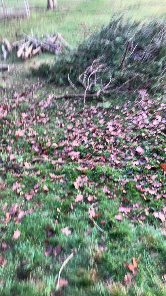 Tuinman, Tuin en Terras, Planten | Struiken en Hagen, Overige soorten, 100 tot 250 cm, Ophalen of Verzenden