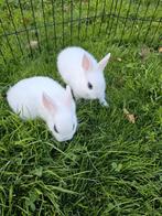 Kleurdwerg hottot kleine konijntjes, Dieren en Toebehoren, Meerdere dieren, Dwerg