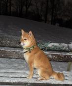 shiba inu dekreu  HACHI, Reu, 1 tot 2 jaar, Parvo, Eén hond