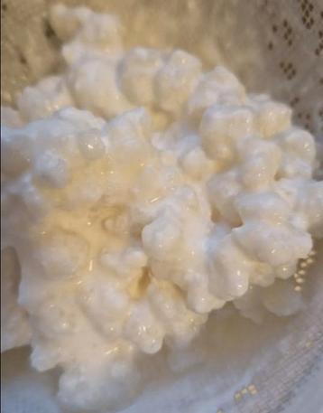 Winter kefirdieet met melkkefir en waterkefir 2.95 beschikbaar voor biedingen