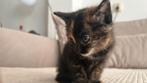 Kittens, Dieren en Toebehoren, Poes, Ontwormd, 0 tot 2 jaar